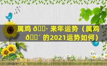 属鸡 🌷 来年运势（属鸡 🌴 的2021运势如何）